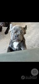 Buldog francese