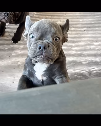 Buldog francese
