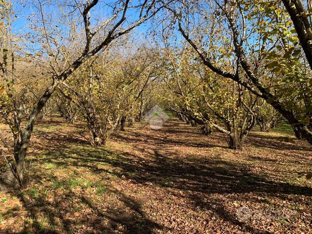 TER. AGRICOLO A SUTRI