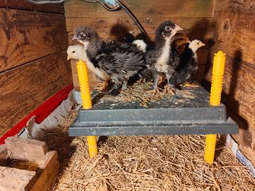 Pulcini di un mese incroci con marans e onagadori