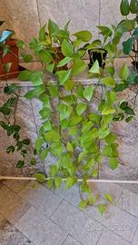 Philodendron Scadens, varietà Lemon Lime