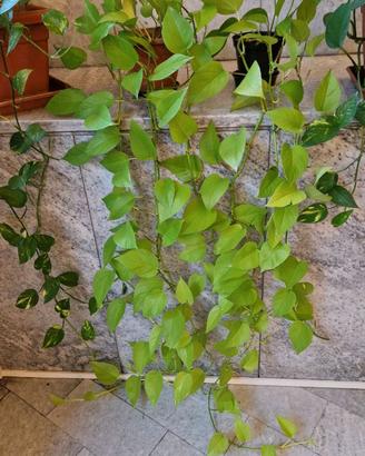 Philodendron Scadens, varietà Lemon Lime