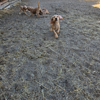 Basset fauve de bretagne