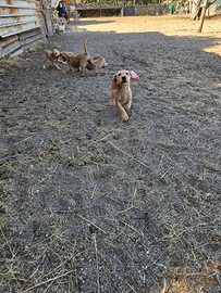 Basset fauve de bretagne