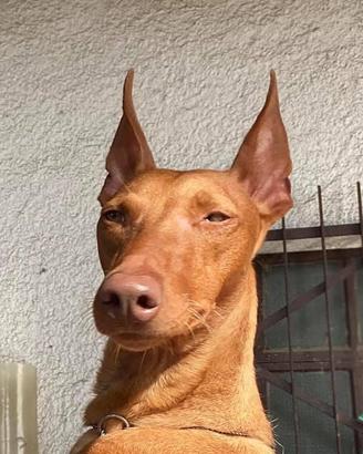 Maschio Cirneco da Expo si Affida