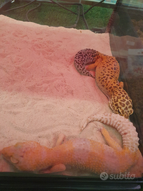 Geko Leopardino