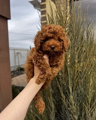 Barboncino Toy