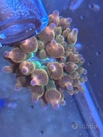 Anemone Entacmaea quadricolor