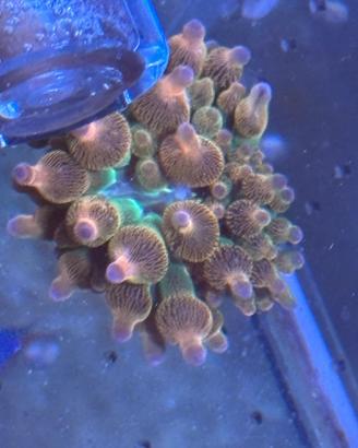 Anemone Entacmaea quadricolor