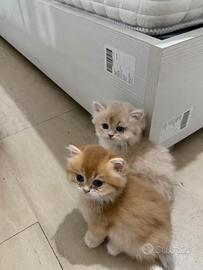 British longhair