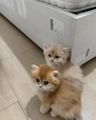 British longhair