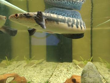 Channa marulioides-pesce testa di serpente