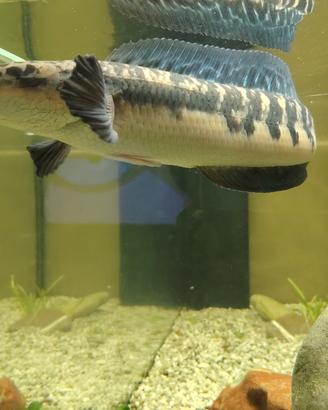 Channa marulioides-pesce testa di serpente