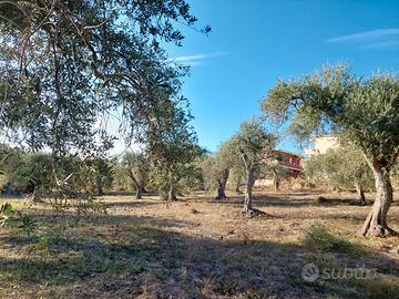 Oliveto periferia urbana Sorso