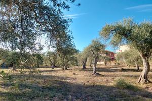 Oliveto periferia urbana Sorso