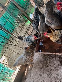 Pulcini e galline lagbar