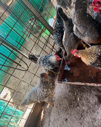 Pulcini e galline lagbar