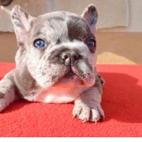 Cuccioli di bulldog francese disponibili ora