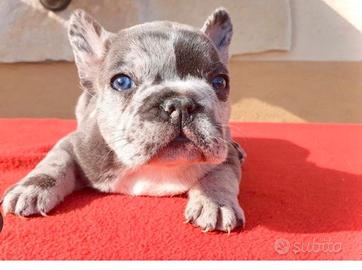 Cuccioli di bulldog francese disponibili ora