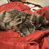 Animali Gatti MineCoon