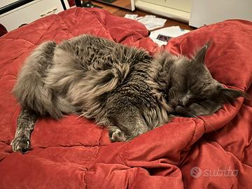 Animali Gatti MineCoon