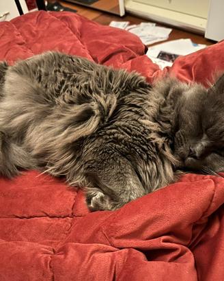 Animali Gatti MineCoon