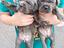 Immagine 3