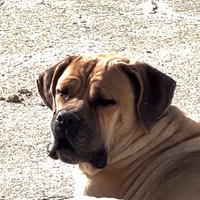 Cane corso in affido