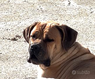 Cane corso in affido