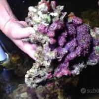 Rocce vive tropicali