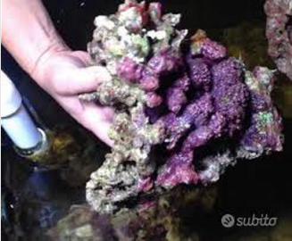 Rocce vive tropicali