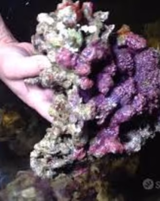 Rocce vive tropicali