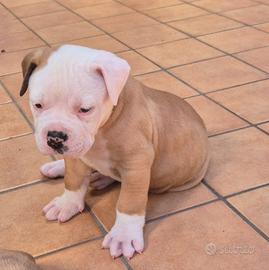 Bulldog Americani