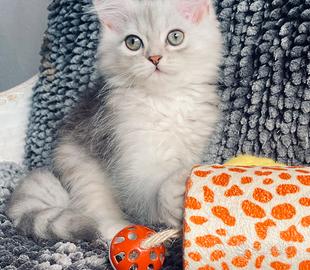 Gattina di gatti persiani normotipici femmina