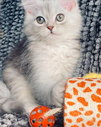 Gattina di gatti persiani normotipici femmina