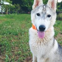Husky Siberiano