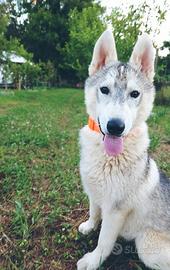 Husky Siberiano