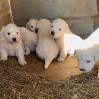 Cene da montagna dei pirenei
