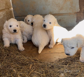 Cene da montagna dei pirenei