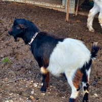 Caprette nane da giardino