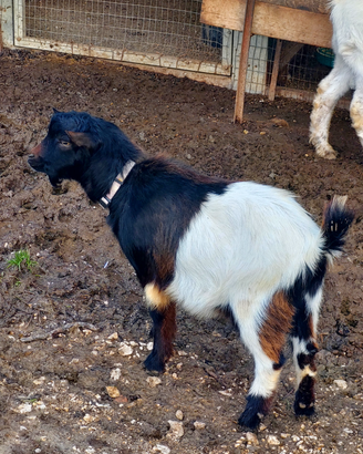 Caprette nane da giardino
