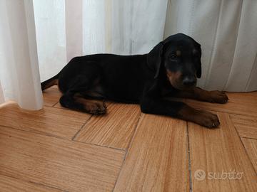 cuccioli di doberman 