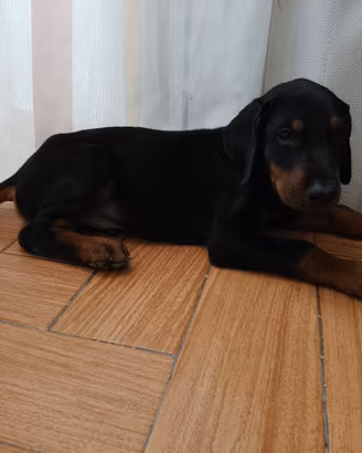 cuccioli di doberman 