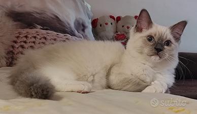 Cucciole Ragdoll