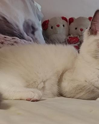 Cucciole Ragdoll