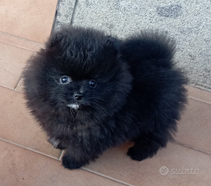 Spiz tedesco volpino di Pomerania