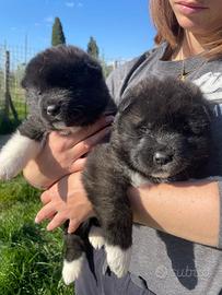 Cuccioli Akita Americano