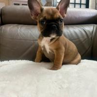 Bulldog francesi Fulvi Red