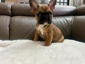 Bulldog francesi Fulvi Red