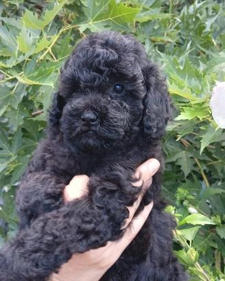 Barboncino nano nero